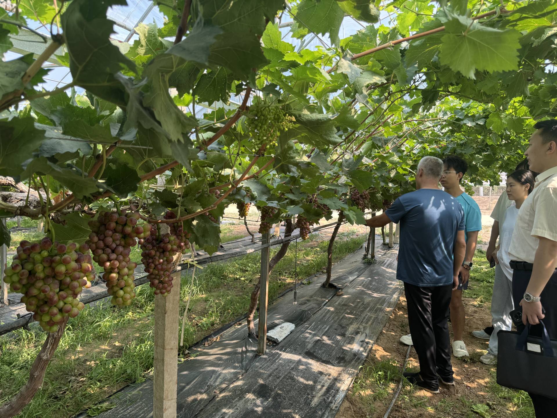 参观葡萄园