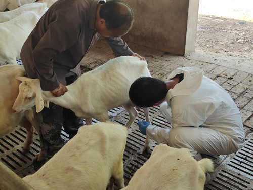 be53a4060d1f47d59a082a671bfcc9b2.jpg 奶山羊乳房炎样品采集.jpg